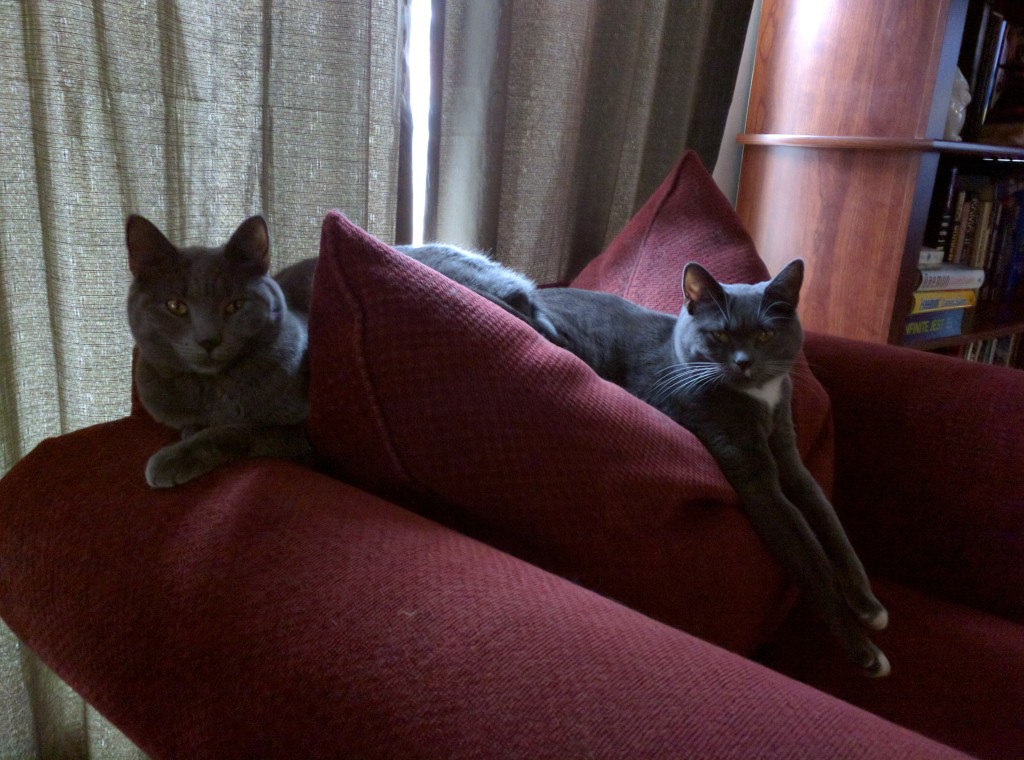 Gertrude (r.) and Alice know it's Caturday. .